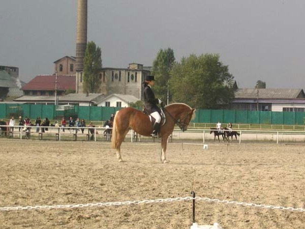Equestrian - foto