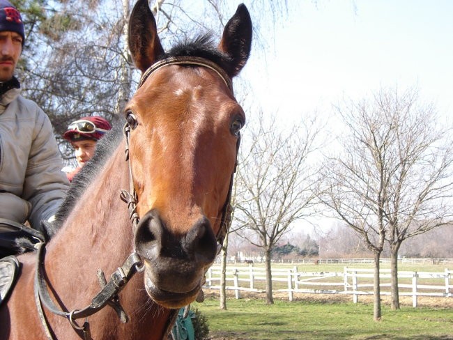 Galop - foto povečava