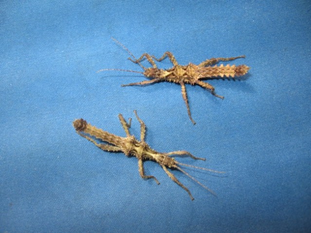 Samček in samička Aretaon asperrimus