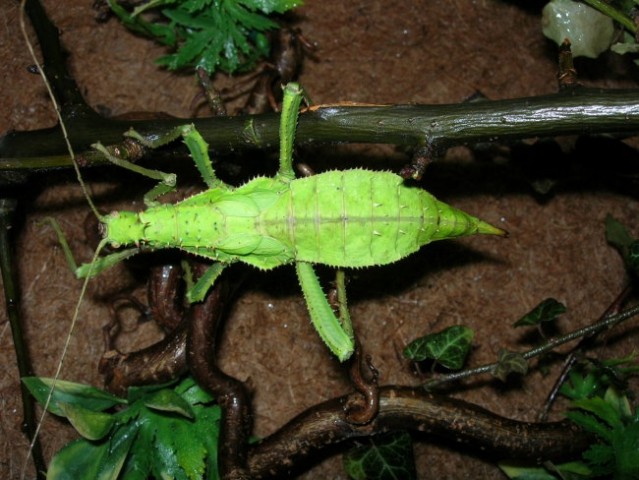 H.dilatata samička subadult