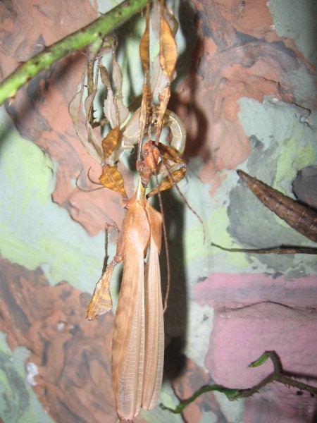 Levitev samčka avstralskega paličnjaka