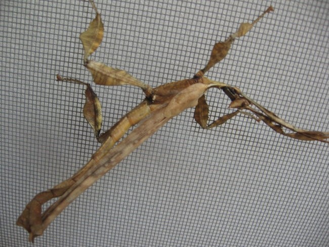Samček avstralskega paličnjaka Extatosoma tiaratum