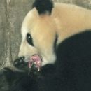 Panda ima zelo majhnega mladička.Res zanimivo ko pa je sama tako velika.