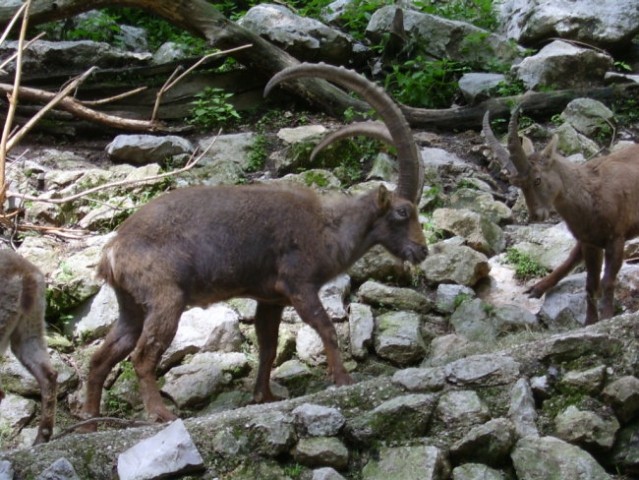 Živalice - foto