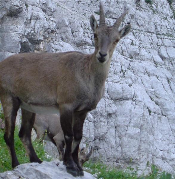 Živalice - foto povečava