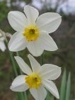 Bela lilija
zraven zvončka znanilka pomladi