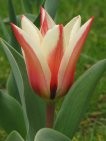 Tulipan v vsej svoji lepoti.