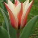 Tulipan v vsej svoji lepoti.