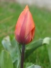 Rdeč tulipan.