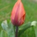 Rdeč tulipan.