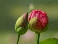 Rože in narava - foto povečava