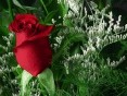 Rože in narava - foto