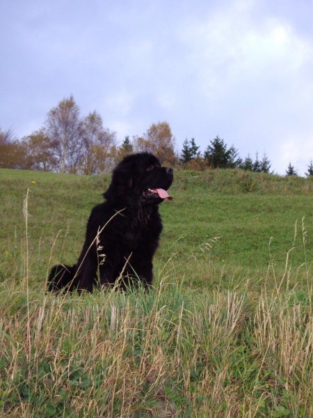 Bruno - 10 mesecev (10 months old) - foto