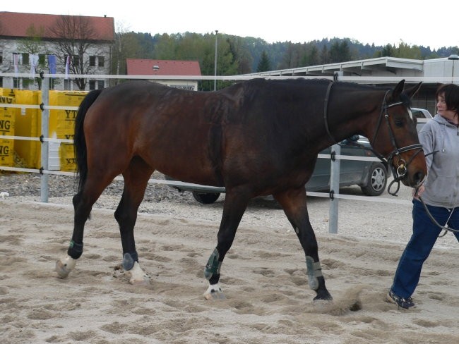 Horsolini - foto povečava