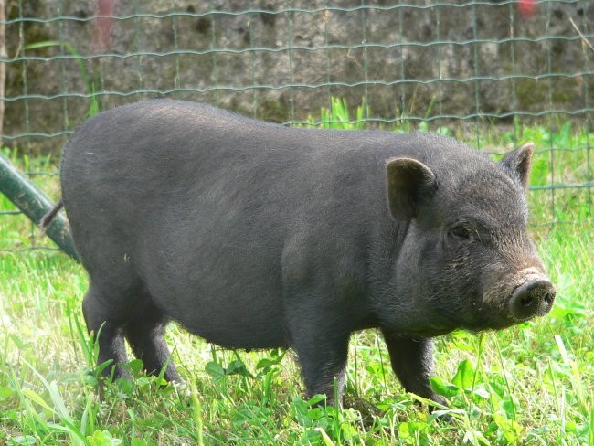 Bebi in pujsek  - foto povečava