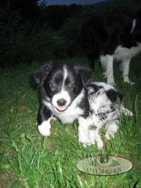 BEBHINN JOY OVČARSKA- moja Mala:) - foto