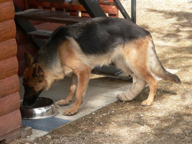 IZA-nemška ovčarka - foto povečava