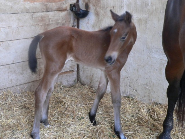 Santana in žrebiček - foto