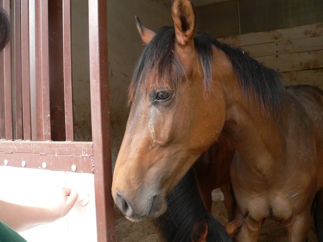 Alf in Odessa - foto povečava