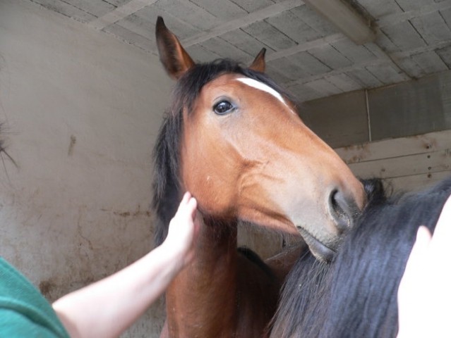 Alf in Odessa - foto