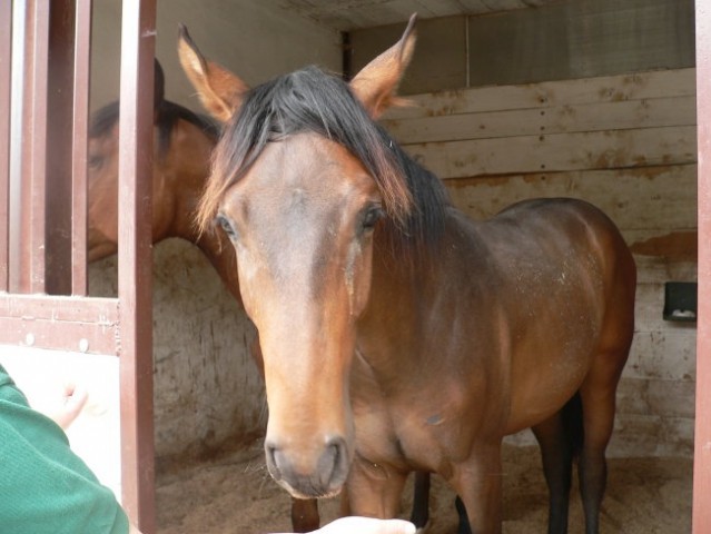 Alf in Odessa - foto