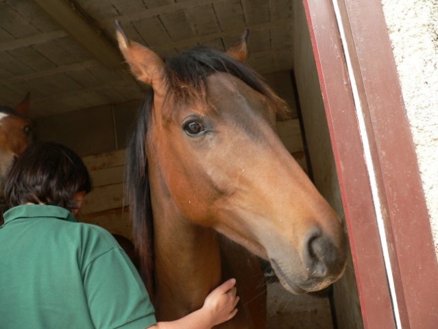 Alf in Odessa - foto