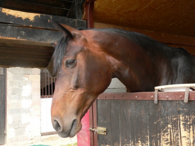 Alf in Odessa - foto