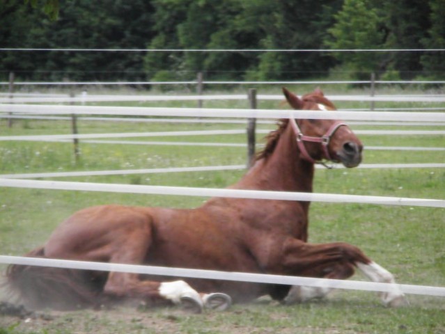 Konji; malo tako malo tako :) - foto