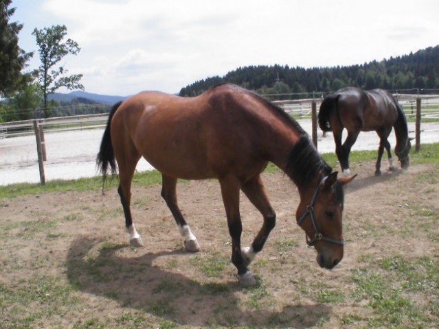 Konji; malo tako malo tako :) - foto
