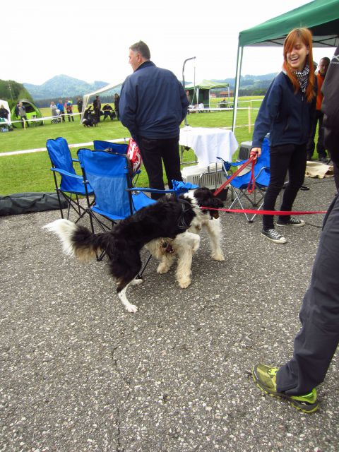 CAC Koroška - foto