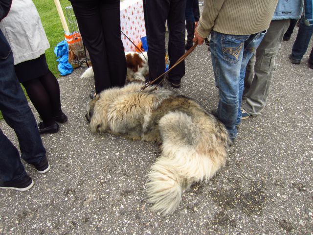 CAC Koroška - foto