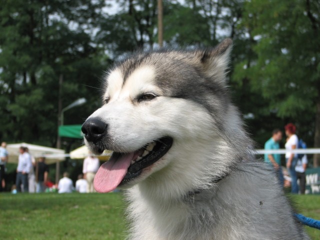 CAC Trbovlje, 27.8.2006 - foto