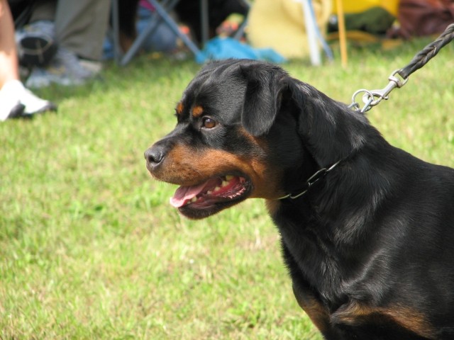 CAC Trbovlje, 27.8.2006 - foto povečava