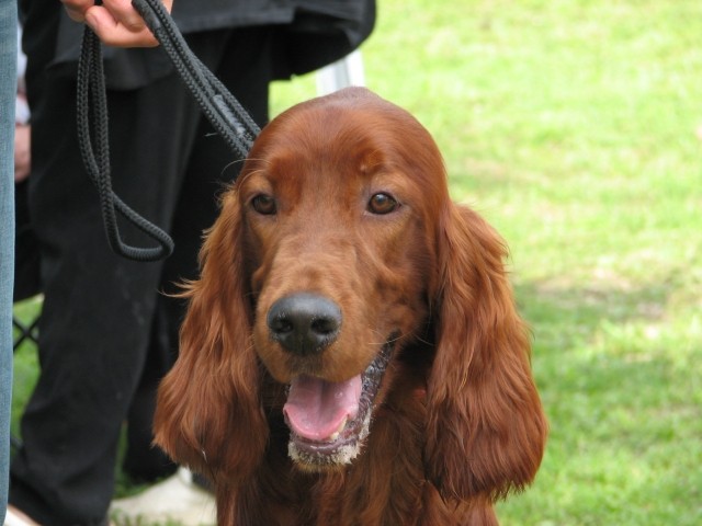 CAC Trbovlje, 27.8.2006 - foto