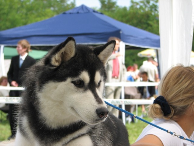 CAC Trbovlje, 27.8.2006 - foto