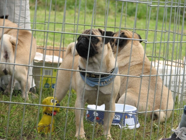 CAC Trbovlje, 27.8.2006 - foto povečava