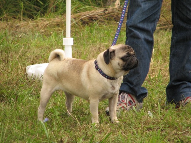 CAC Trbovlje, 27.8.2006 - foto povečava