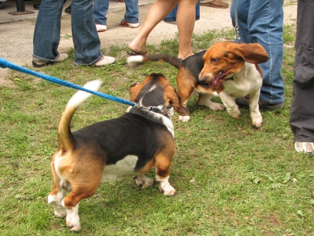 CAC Trbovlje, 27.8.2006 - foto povečava