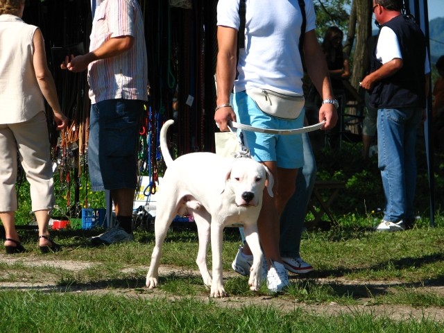 CAC Trbovlje, 26.8.2007 - foto povečava