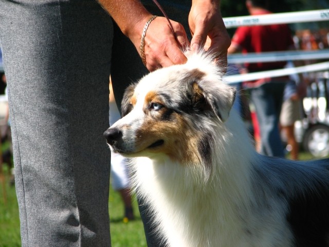 CAC Trbovlje, 26.8.2007 - foto povečava