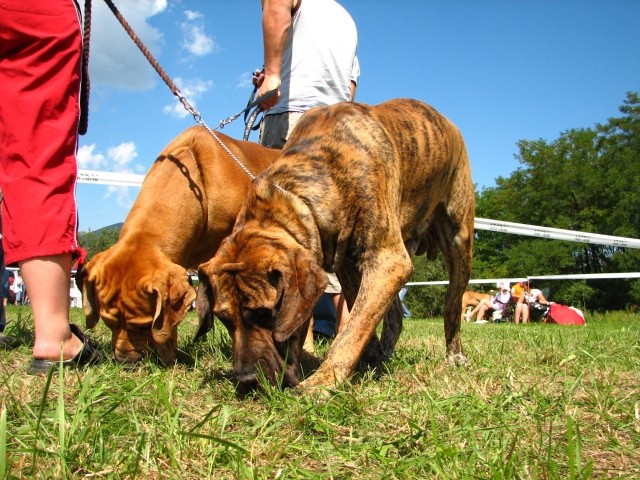 CAC Trbovlje, 26.8.2007 - foto povečava