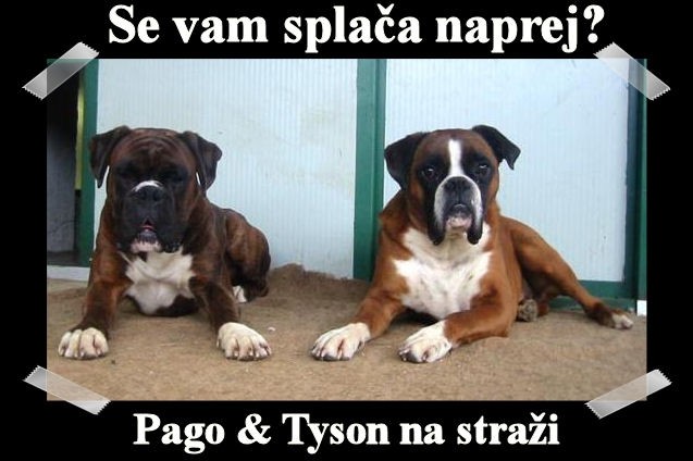 Ideje za pasje table - foto povečava