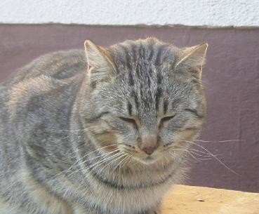 Mačkon Šeki - foto