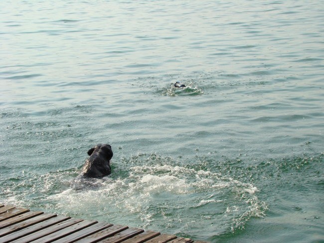 Jazzy na Velenjskem jezeru - foto povečava