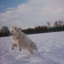 samojed&aljaška malamutka