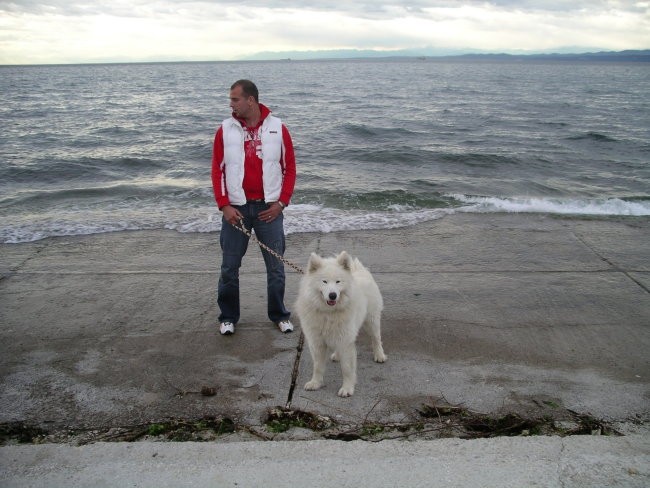 Samojed&aljaška malamutka - foto povečava