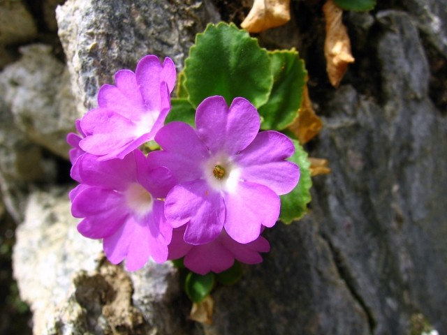 Flora in favna.