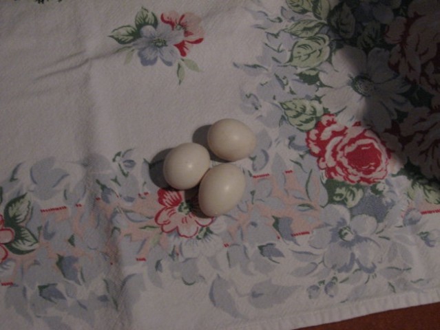 To so pa naša prva jajčka, žal neoplojena