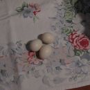 to so pa naša prva jajčka, žal neoplojena