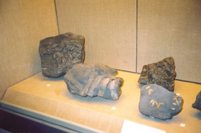 Santorini, Thira - junij 2005 - primerki fosilov v muzeju